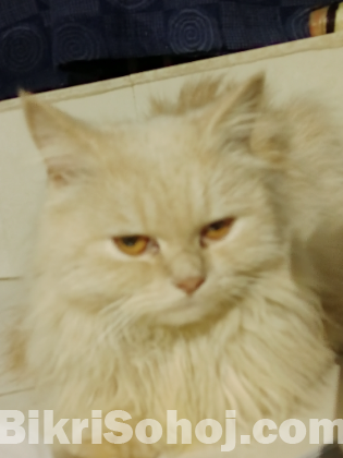 Triple core persian cat(male)